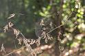 Araneus_ZZXYX_D8315_Z_88_Les Gris_Frankrijk